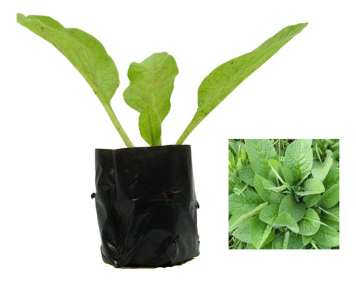 1 Muda De Confrei  - Planta Medicinal + Manual De Plantio