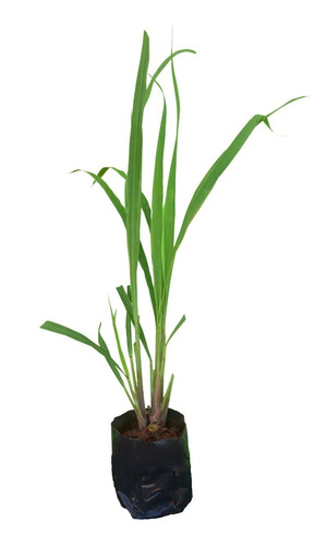 1 Muda De Erva Cidreira - Capim Limão - Planta Medicinal