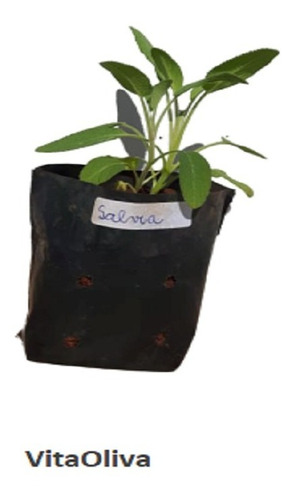 1 Muda De Sálvia Alta Qualidade - Planta Medicinal