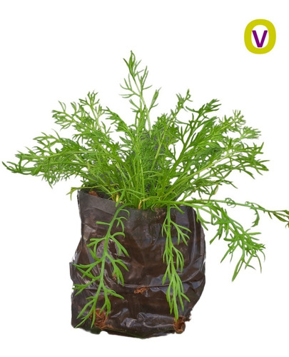 5 Mudas De Camomila - Alta Qualidade - Planta Medicinal