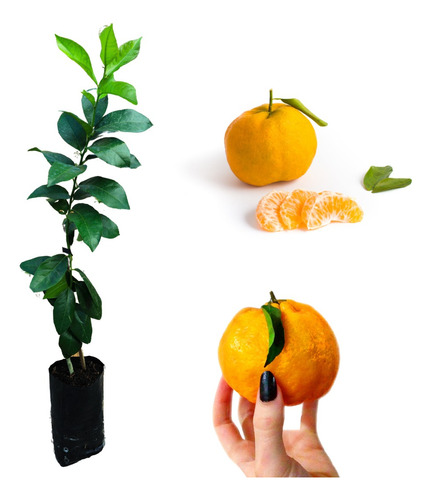 Kit - Mudas 1 Laranja Pêra + 1 Ponkan + 1 Pera + Manual