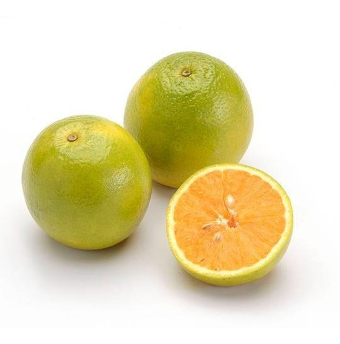 Kit 2 Mudas: 1 Laranja Pêra + 1 Ponkan Enxertadas + Manual