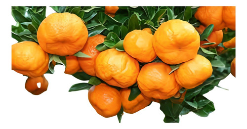 Kit - 10 Mudas - 4 Laranja + 4 Limão + 2 Ponkan + Manual