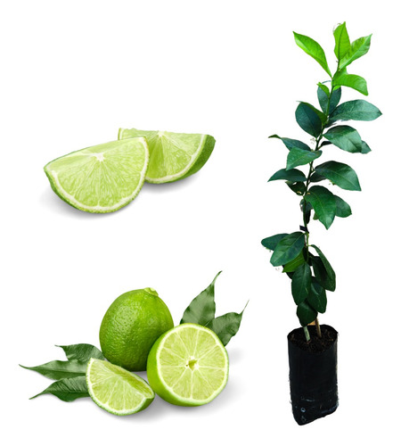 Kit  2 Mudas De Laranja Pêra + 2 Ponkan + 2 Taiti + Manual