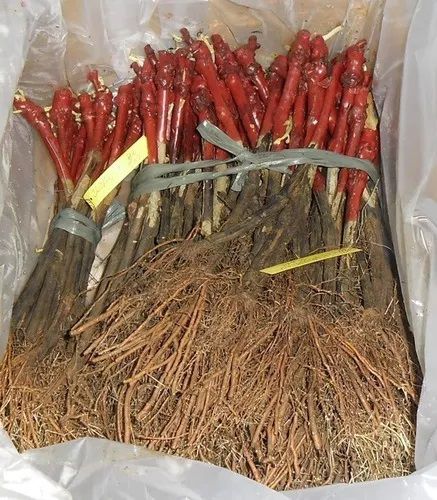 10 Mudas de Uva/Videira  Produtivas - Diversas Cultivares - de Procedência.