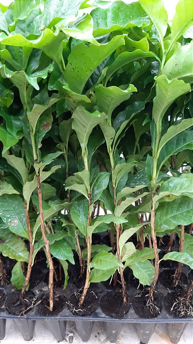 1 Muda de Café Especiais - Mudas de Alta Qualidade