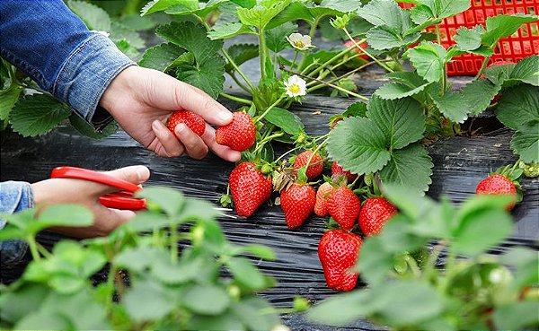 KIT 5 Mudas de Morango San Andreas Selecionadas, Super Doce, Produtivo, Precoce.