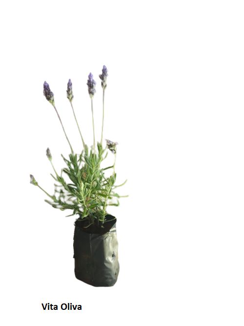 10 Mudas de Lavanda  Alfazema + Manual de Plantio