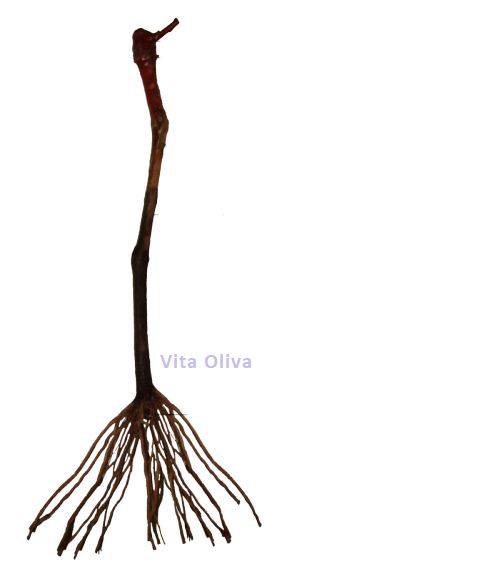 5 Mudas de Uva/Videira  Produtivas - BRS VITÓRIA (Legítima EMBRAPA)