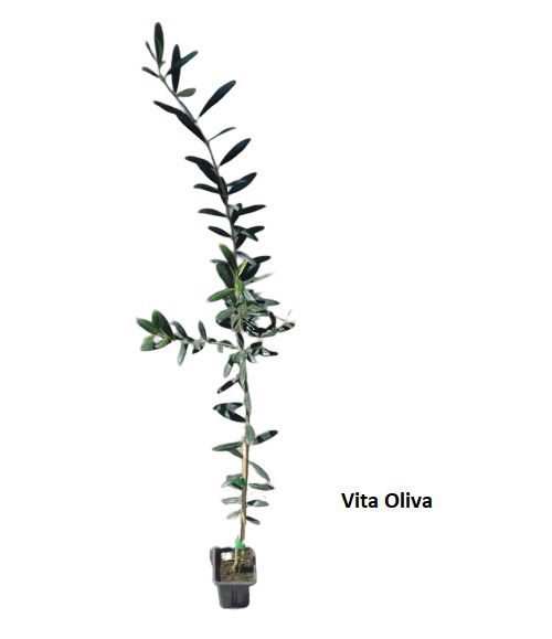 5 Mudas de Oliveira Azeitona Produtivas Diversas+ 5 Adubos Para Plantio Orgânico + Manual