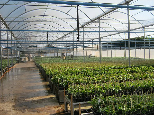 10 Mudas de Oliveira Azeitona Produtivas Diversas + 10 Adubos Para Plantio Orgânico + Manual