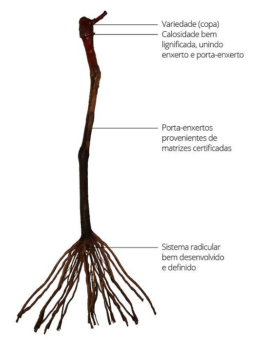 10 Mudas de Uva Videira Diversas + 10 Adubos Para Plantio Convencional  + Manual