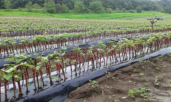5 Mudas de Uva Videira Diversas + 5 Adubos Para Plantio Orgânico  + Manual