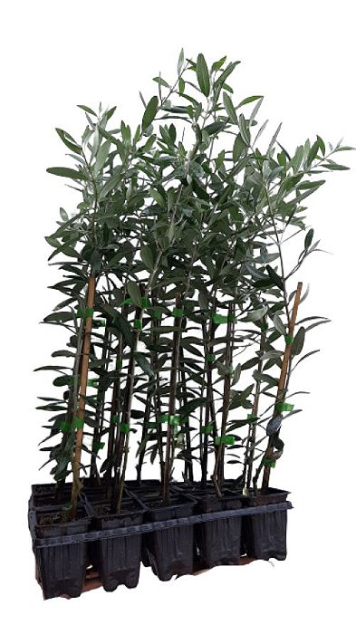5 Mudas de Oliveira Azeitona Produtivas Diversas + 5 Adubos Para Plantio Convencional  + Manual