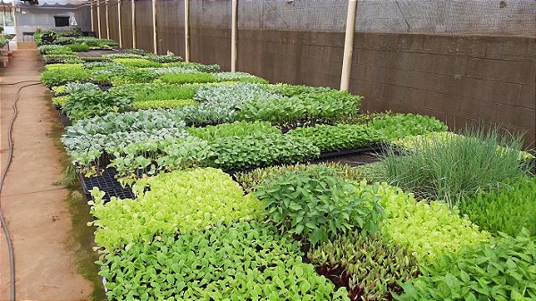 KIT 10 mudas de Plantas Medicinais - Alta Qualidade - Diversas Opções + Manual de Plantio