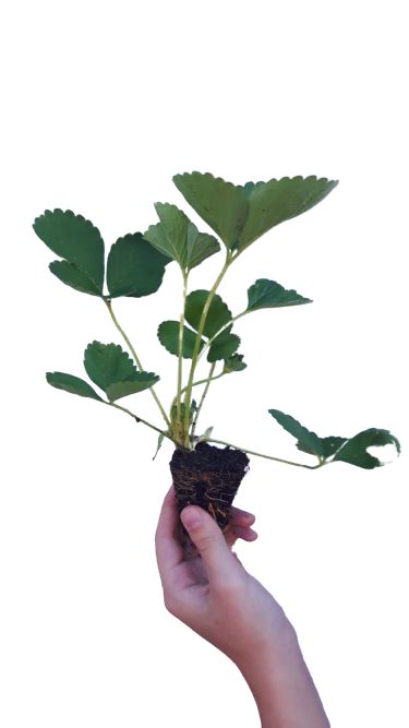 1 Muda de Morango  Orgânico  Super Doce, Produtivo, Precoce.