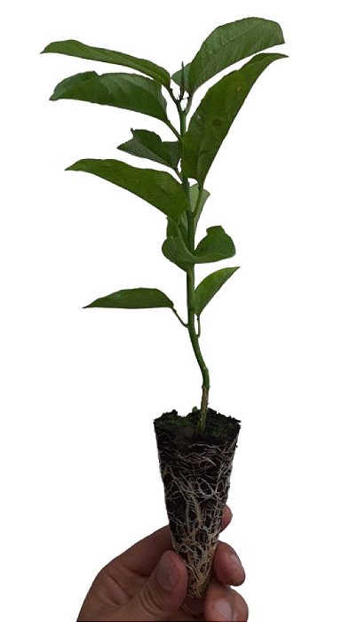 5 Mudas de Maracujá Azedo Amarelo - Mudas de Alta Qualidade