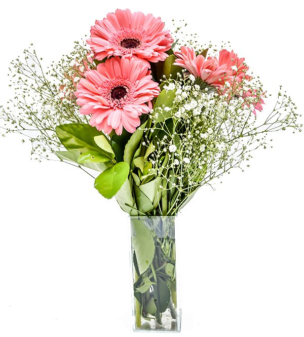 Gérberas Cor de Rosa