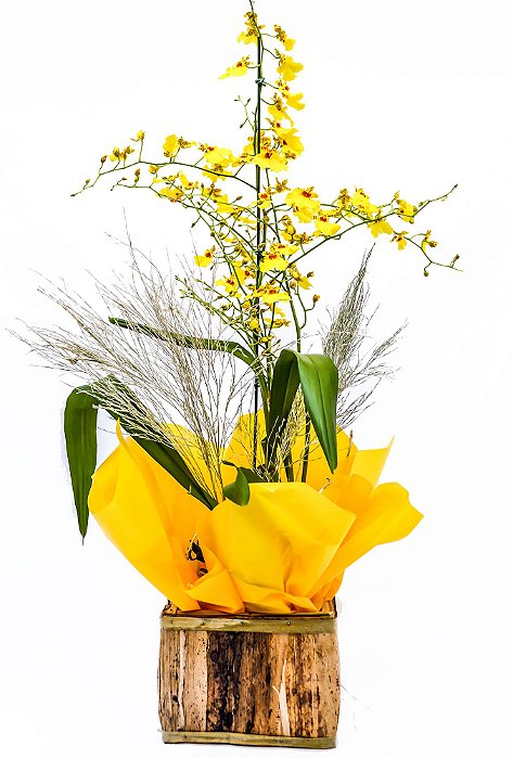 Orquídea Chuva de Ouro - Estrela Flores