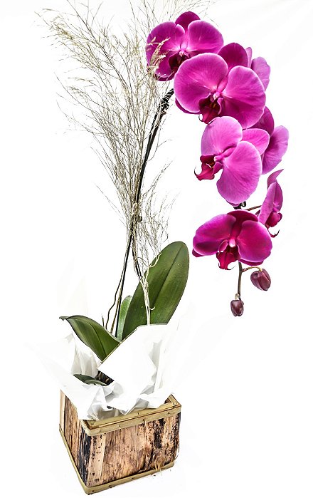Orquídea Phaleanopsis
