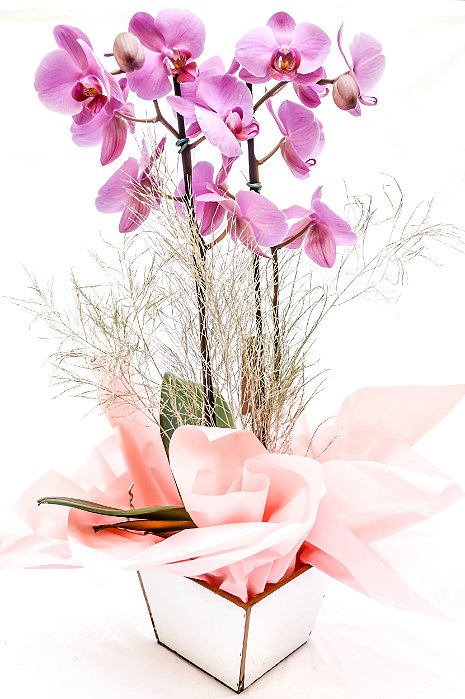 Orquídea Phaleanópsis Plantada