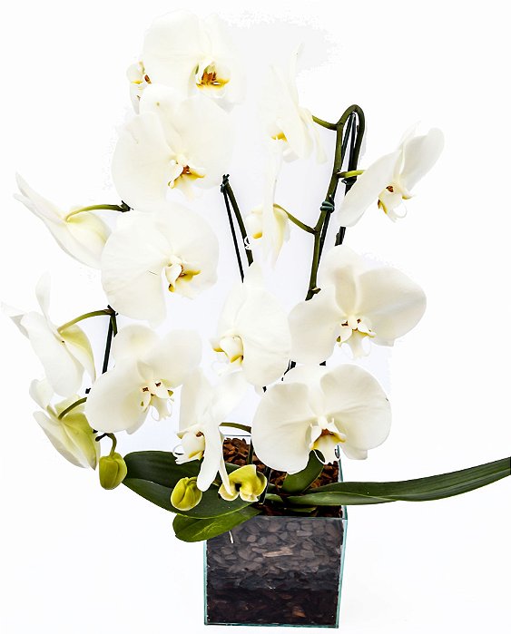 Orquídea Phaleanopsis 2 astes - Vaso de Vidro