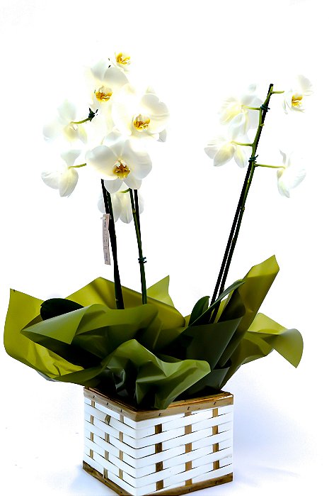 Orquídea Phaleanopsis 2 Astes - Vaso Madeira
