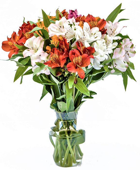 Luxuosas Astromélias Coloridas