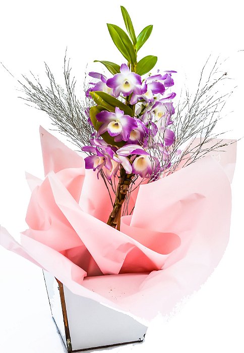 Orquídea Dendrobium Plantada