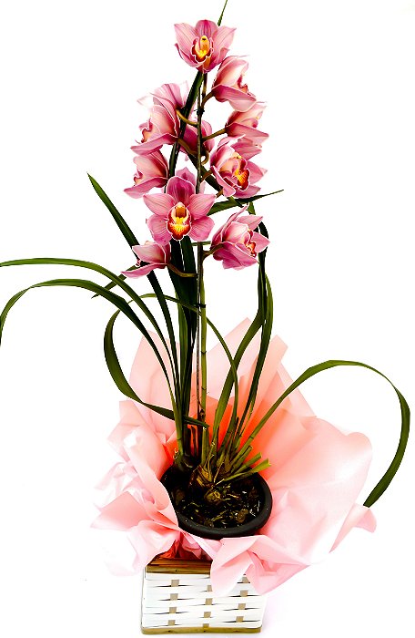 Orquídea Cymbidium