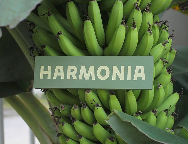 Placa Hamornia