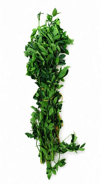Arruda Fresca Maço