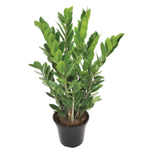Zamioculcas Pt17