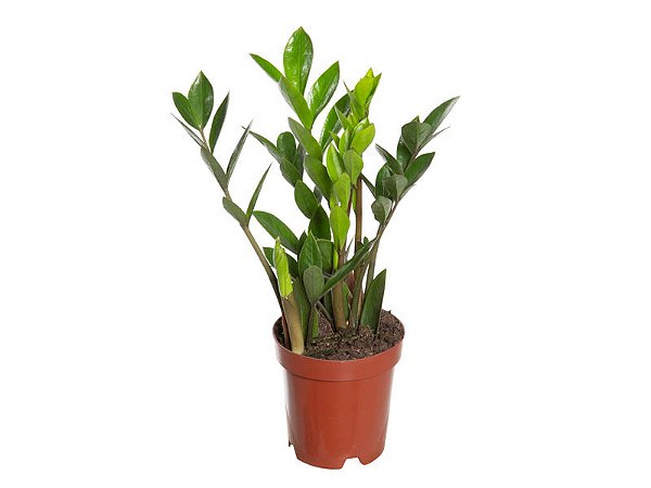 Zamioculcas Mini Pote 09