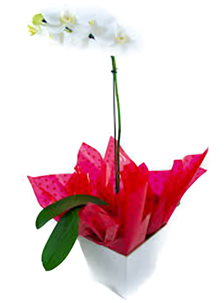 655 - Orquídea branca no cachepô