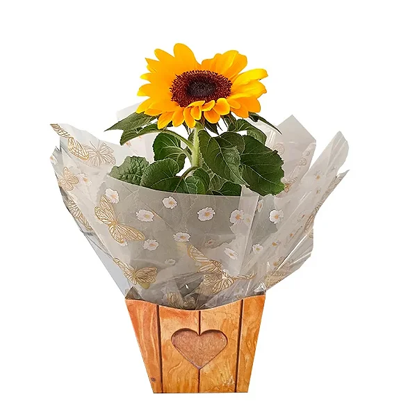 Girassol plantado no cachepô