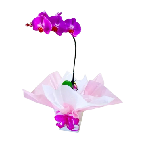 154 - Orquídea lilás