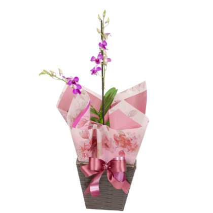 Mini orquídea no cachepô