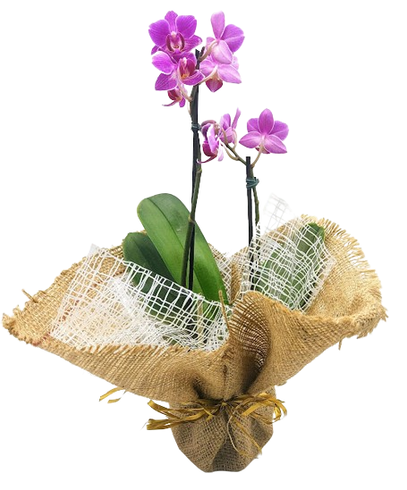Mini orquídea na juta