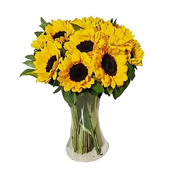 306 - Jarro de 12 girassóis