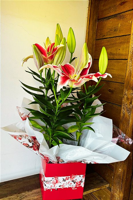 Lírio Pink Plantado Presente