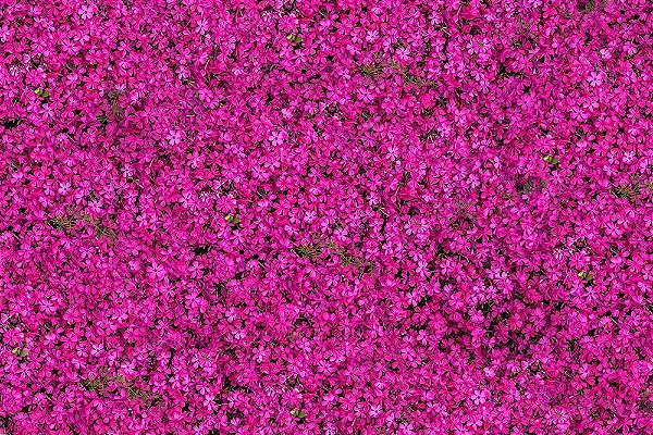 Painel de Festa em Tecido Sublimado 3d Muro de Flores Lilases