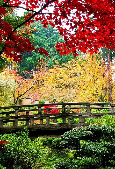 Fundo Fotográfico em Tecido Sublimado Ponte no Jardim