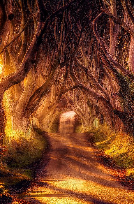 Fundo Fotográfico em Tecido Sublimado Floresta no Outono