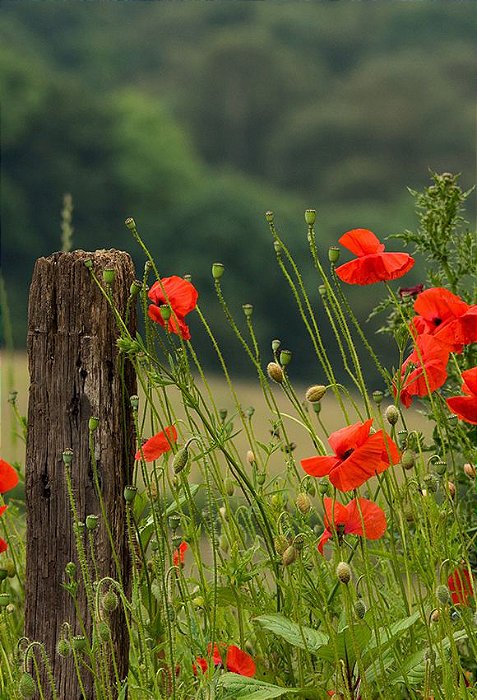 Fundo Fotográfico em Tecido Sublimado Cerca e Flores