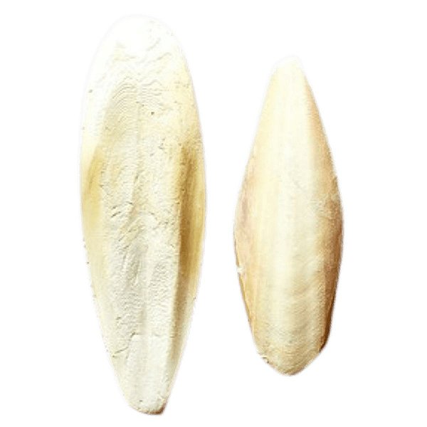 Osso de Siba - Cálcio - Pequeno e Grande