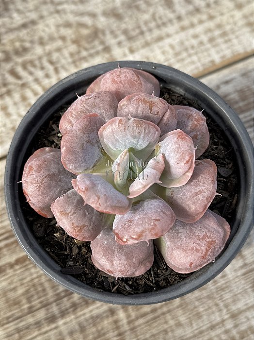 Echeveria heart's delight (sem raiz)