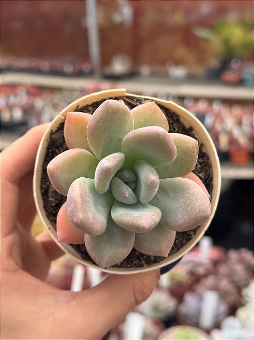 Graptoveria opalina