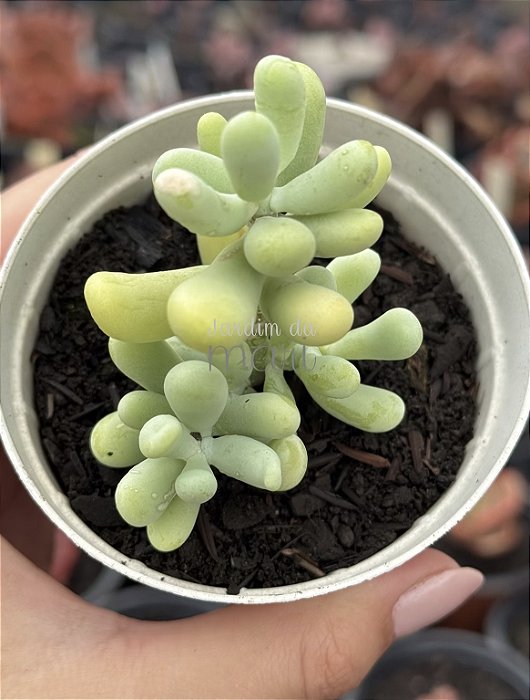 Sedum allantoides