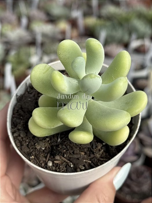 Sedum allantoides